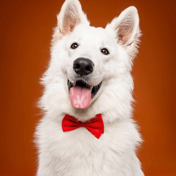 Illustration numérique